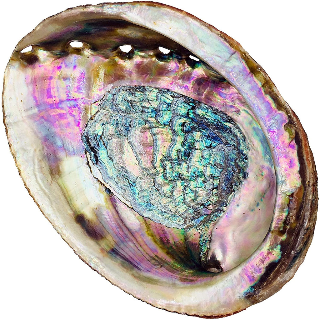 Abalone Shell - Oily BlendsAbalone Shell